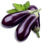 aubergine
