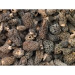 morilles-sechees-extra-100g